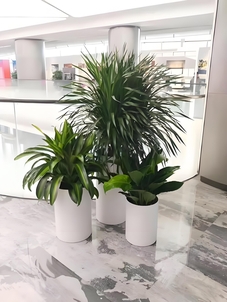 镇海植物租摆，给您意想不到的环境美化惊喜